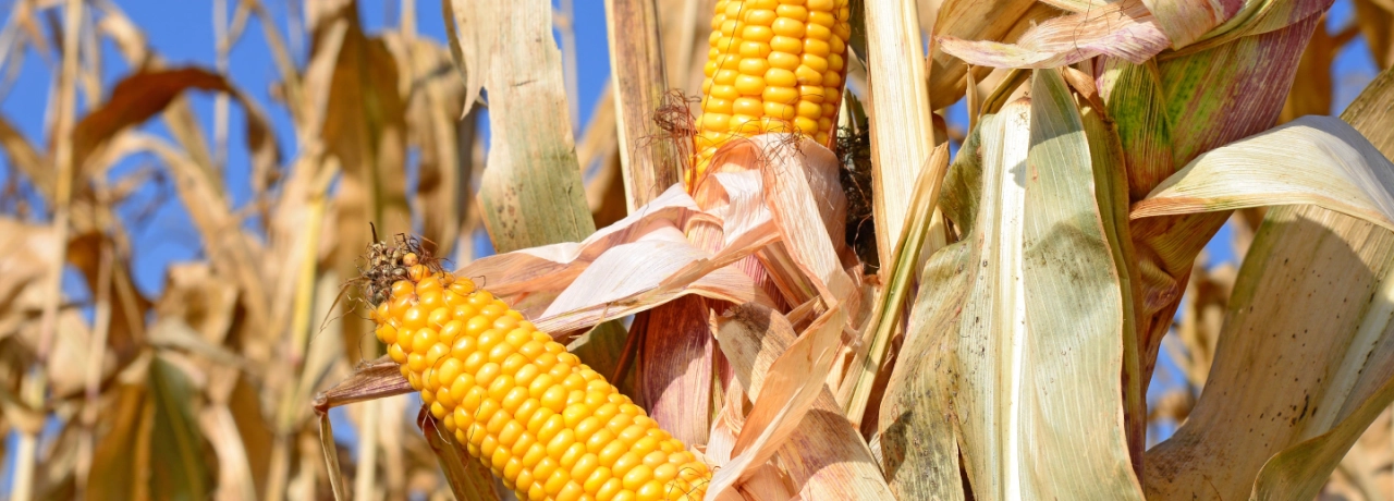 Fields of Future Growth