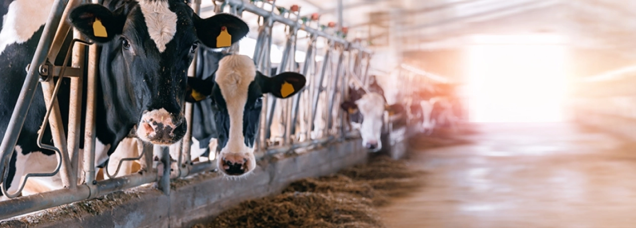 Growth from the Ground Up